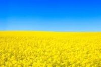 изображение viber 2025-12-04 14-29-41-509